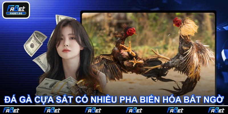Đá gà cựa sắt có nhiều pha biến hóa bất ngờ