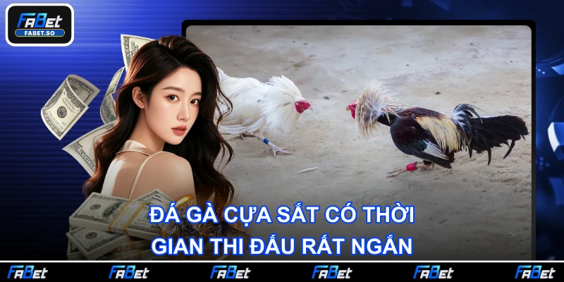 Đá gà cựa sắt có thời gian thi đấu rất ngắn