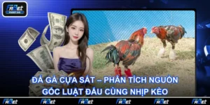 Đá Gà Cựa Sắt – Phân Tích Nguồn Gốc Luật Đấu Cùng Nhịp Kèo
