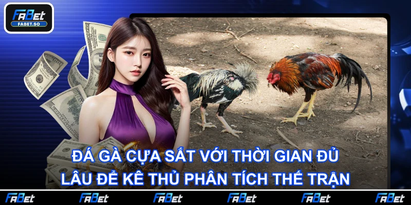 Đá gà cựa sắt với thời gian đủ lâu để kê thủ phân tích thế trận