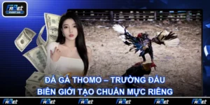 Đá Gà Thomo – Trường Đấu Biên Giới Tạo Chuẩn Mực Riêng
